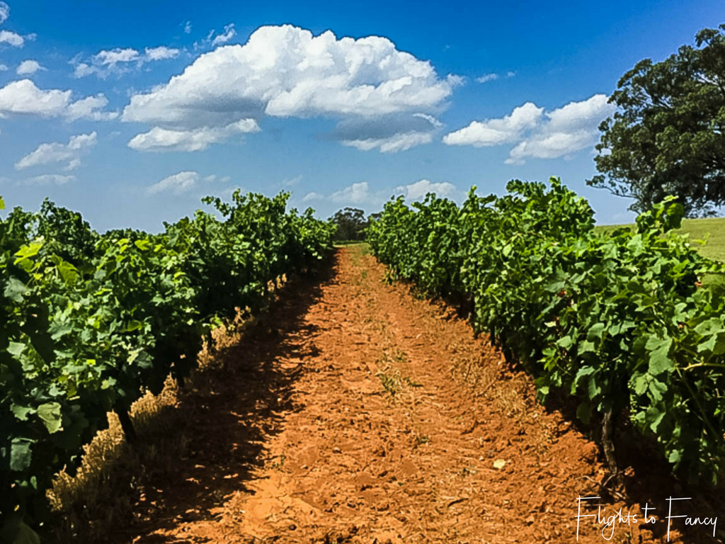 Long Weekend in the Hunter Valley: Vines at Tyrrell's Estate