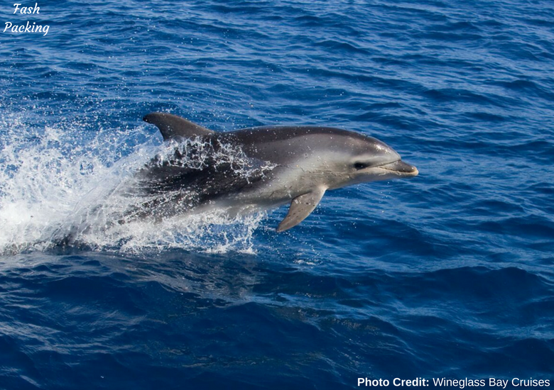 Fash Packing: Wineglass Bay Cruises Tasmania - Dolphin