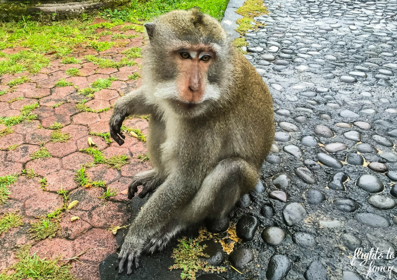 Flights To Fancy: 100+ Things To Do In Bali - Monkey Forest