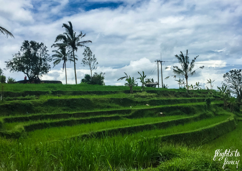 Flights To Fancy: 100+ Things To Do In Bali - Rice Terraces