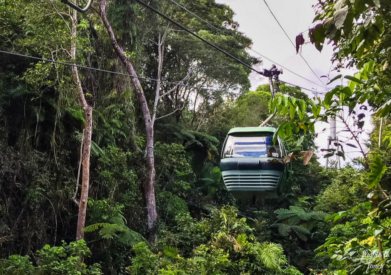 Flights To Fancy: Skyrail Rainforest Cableway Cairns - Cablecar in The Rainforest