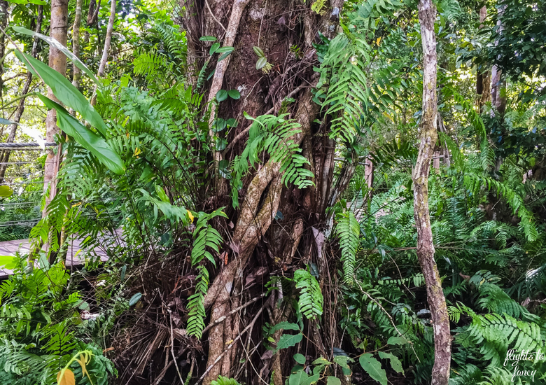 Flights To Fancy: Skyrail Rainforest Cableway Cairns - Gnarly Tree