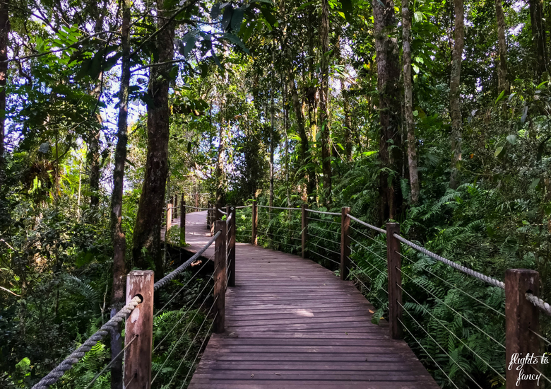 Flights To Fancy: Skyrail Rainforest Cableway Cairns - Red Peak Boardwalk