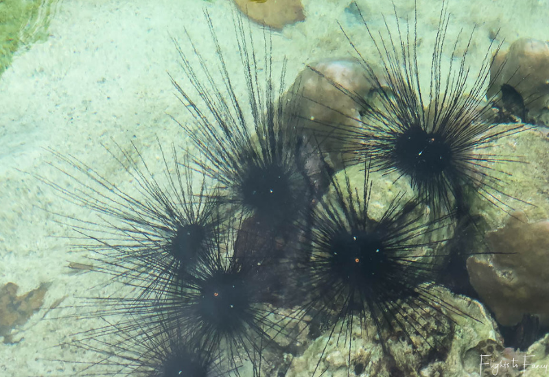 El Nido Tours - Sea Urchins Big Lagoon El Nido