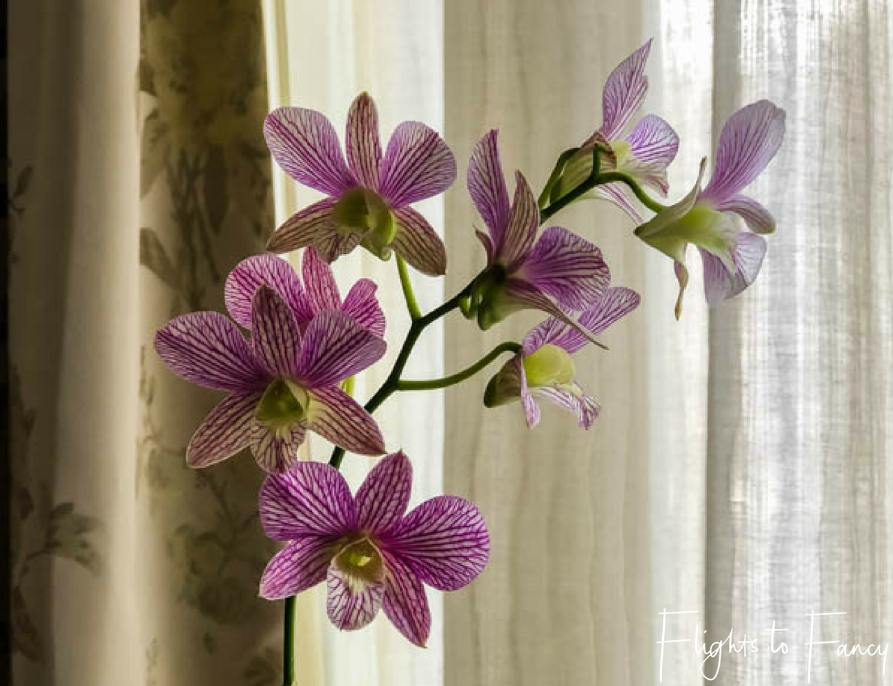 Flights To Fancy at Raffles Makati Manila - When you get fresh orchids you know you are in one of the top hotels in Makati