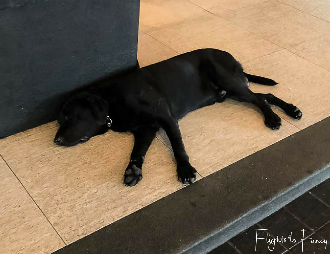 Flights to Fancy - Fairmont Makati security dog