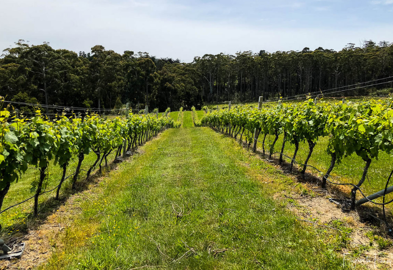 Bruny Island Premium Wines Vines