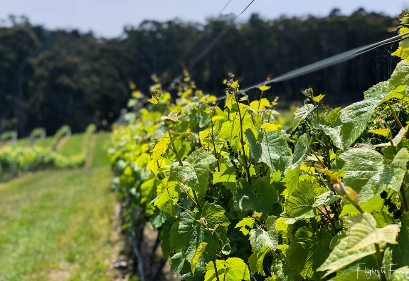 Hobart Wineries: Riversdale Estate Winery Vines