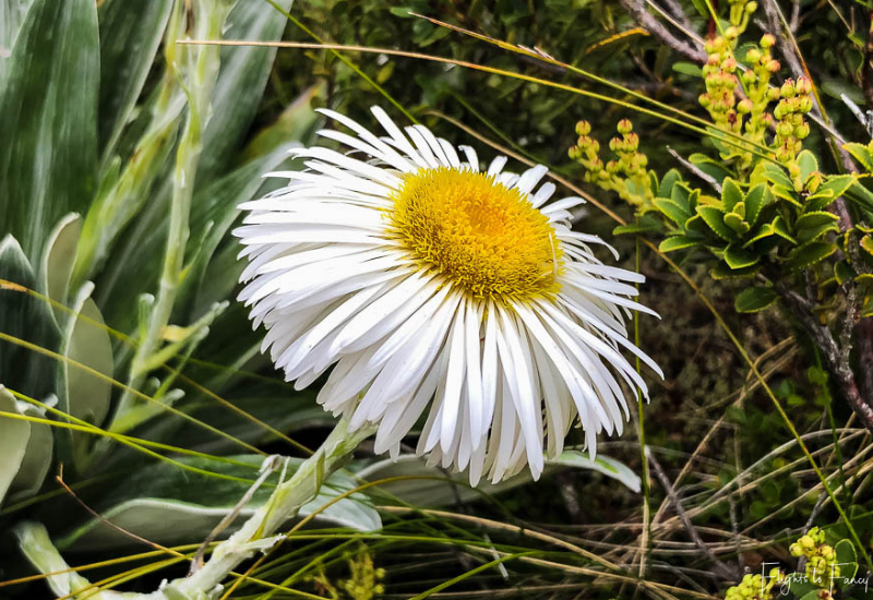 Mount Cook Walks: Daisy on the Hooker Valley Track
