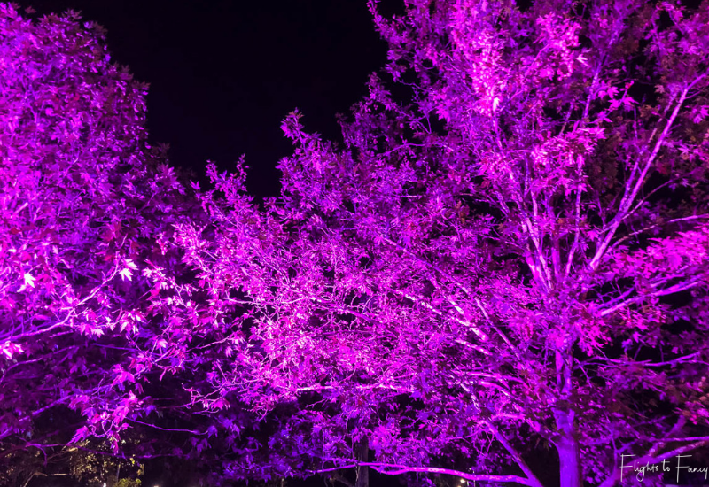 Enlighten Canberra - Illuminated Trees